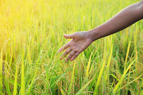 man hand with rice field at evening light