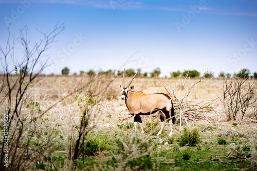 Fototapeta Naklejka Na Ścianę i Meble -  Einzelne Oryx Antilope, Etoscha Nationalpark, Namibia