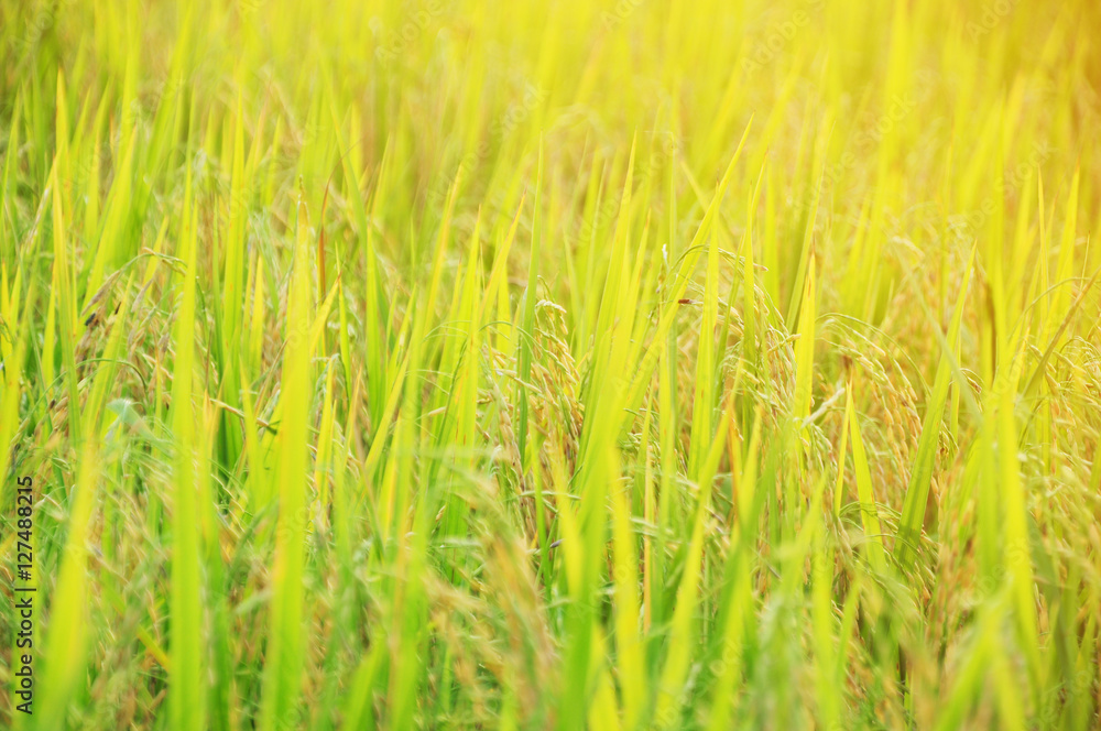 Rice field at sunlight