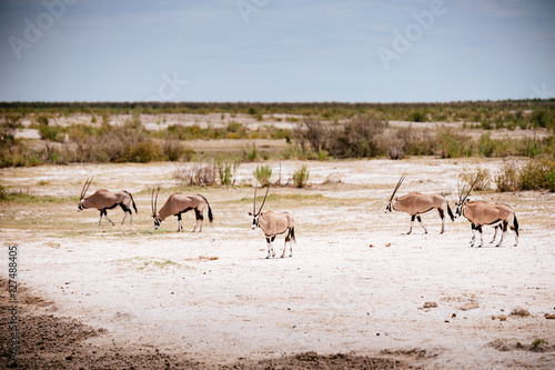 Gruppe Oryx Antilopen, Etoscha Nationalpark, Namibia
