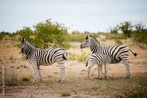 Zebra mit s  ugendem Fohlen  Etoscha Nationalpark  Namibia