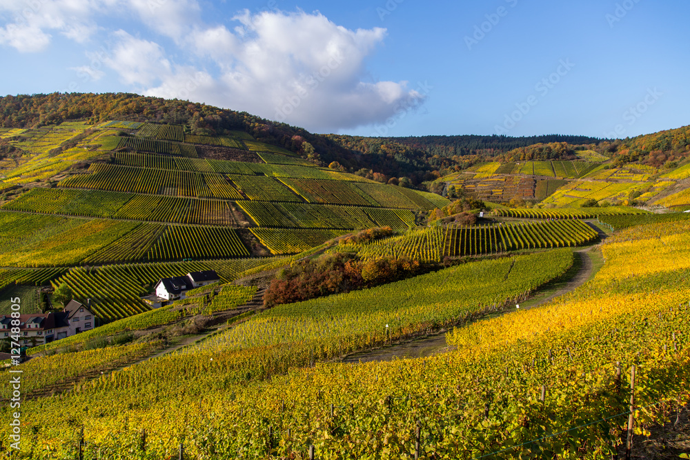 Weinberge im Ahrtal bei Mayschoss, Rotweinwanderweg, Rheinland-Pfalz