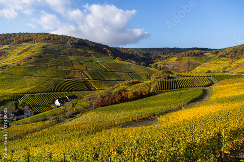 Weinberge im Ahrtal bei Mayschoss  Rotweinwanderweg  Rheinland-Pfalz