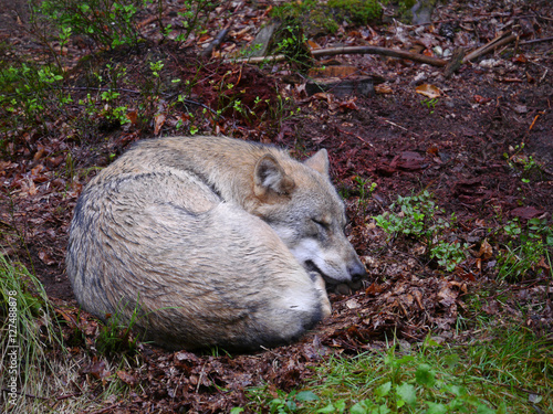 schlafender Europ  ischer Grauwolf   Canis Lupus