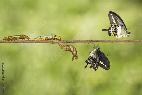 Transformation of banded swallowtail butterfly (Papilio demolion photo