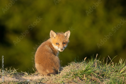 red fox