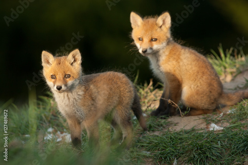 red fox © grus444