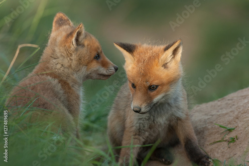 red fox