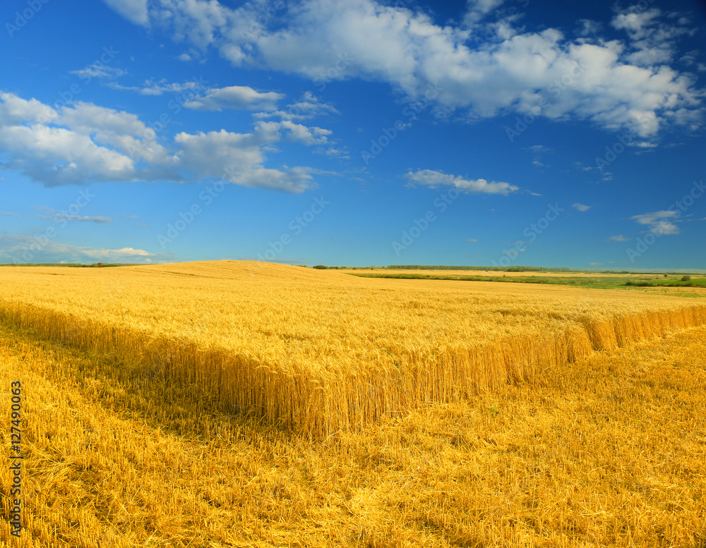 Wheat field against a blue sky Wheat field against a blue sky