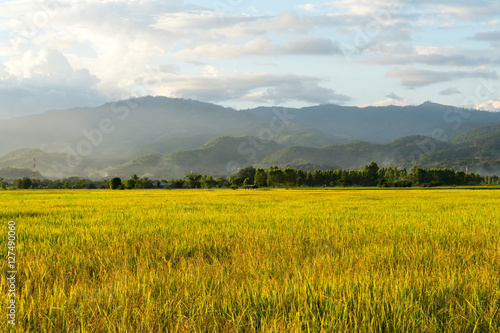 golden rice field with the blue sky, beautiful rice field with mountain in Thailand