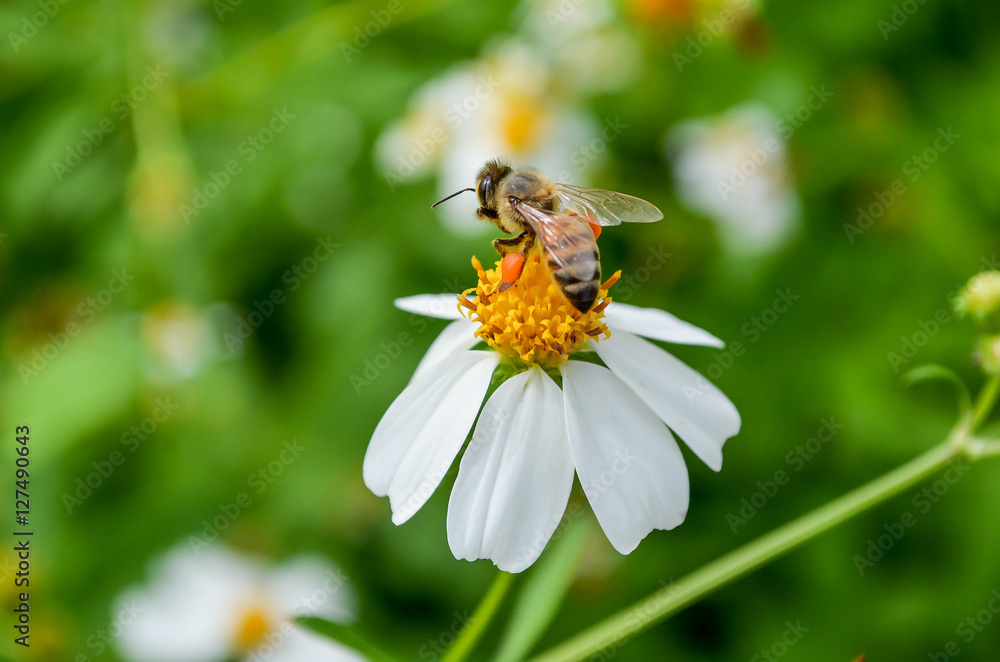 Bee Bee