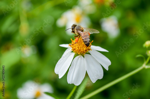 Photography Bee