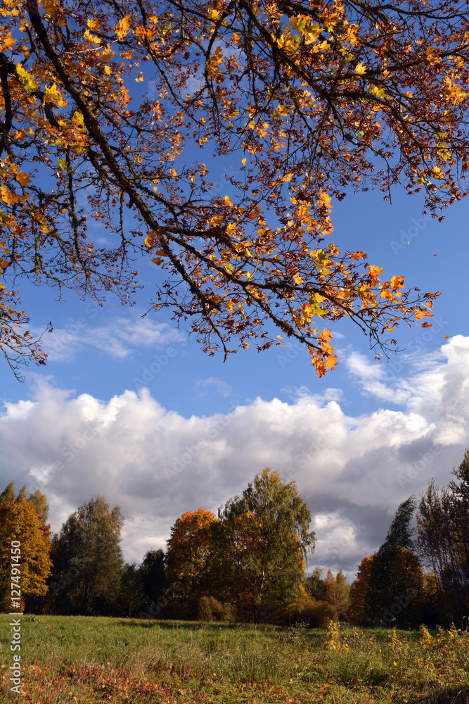 Naklejka premium Landscape with maple tree branch with yellow leaves against blue sky