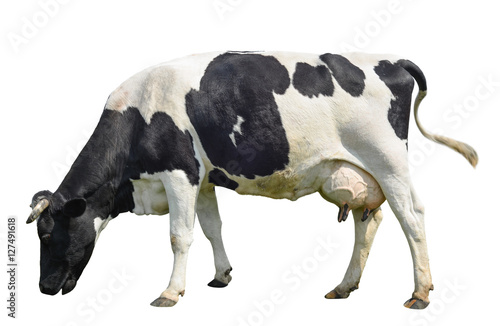 Tableau sur toile Funny cute cow isolated on white