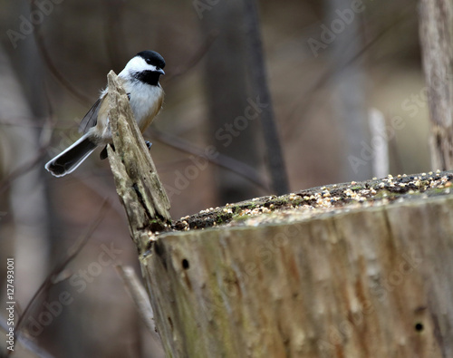 mésange à tête noire