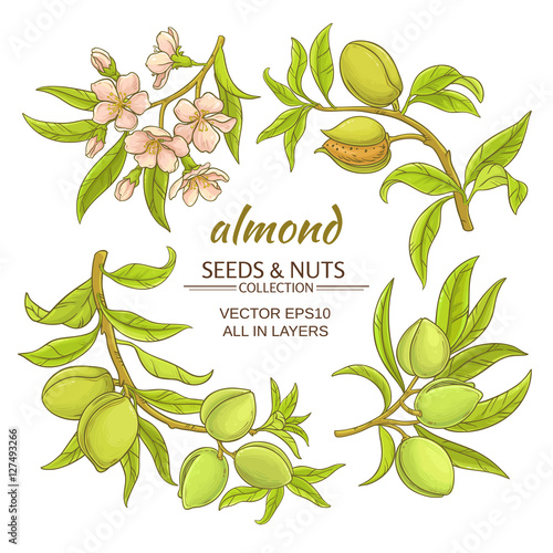 almond vector set