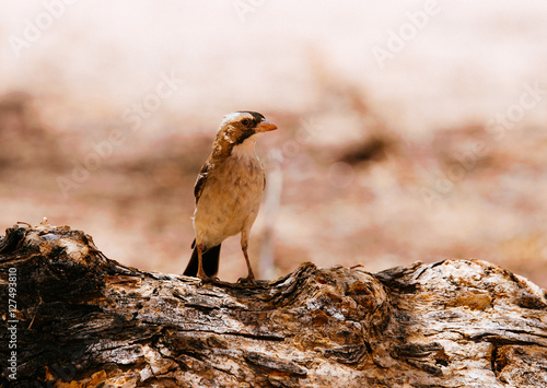 Webervogel auf Baumstamm photo