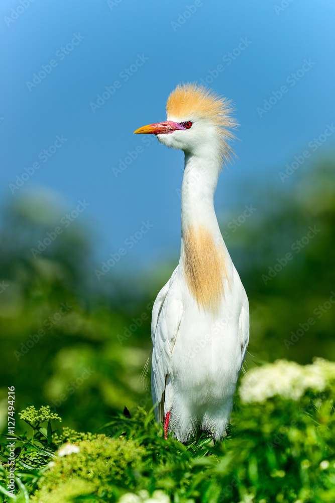 Cattle egret Cattle egret