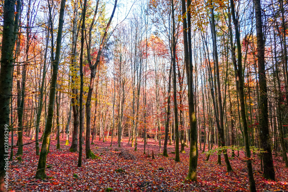 Fototapeta premium Herbst in Tunzenberg-1