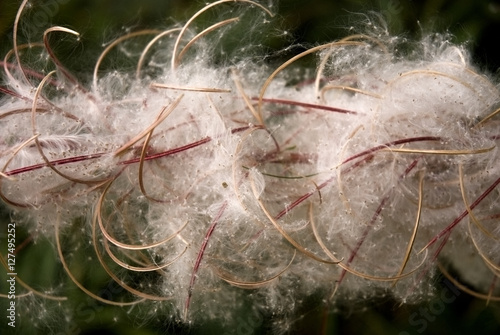 The seedhead of the Rosebay Willowherb, Chamerion angustifolium