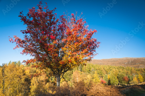 A colourful Mountain Ash Tree, Sorbus aucuparia, also known as the Rowan, in autumn sunshine, Scotland.