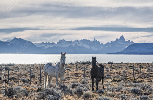 Horses in Patagonia, Argentina © takawildcats