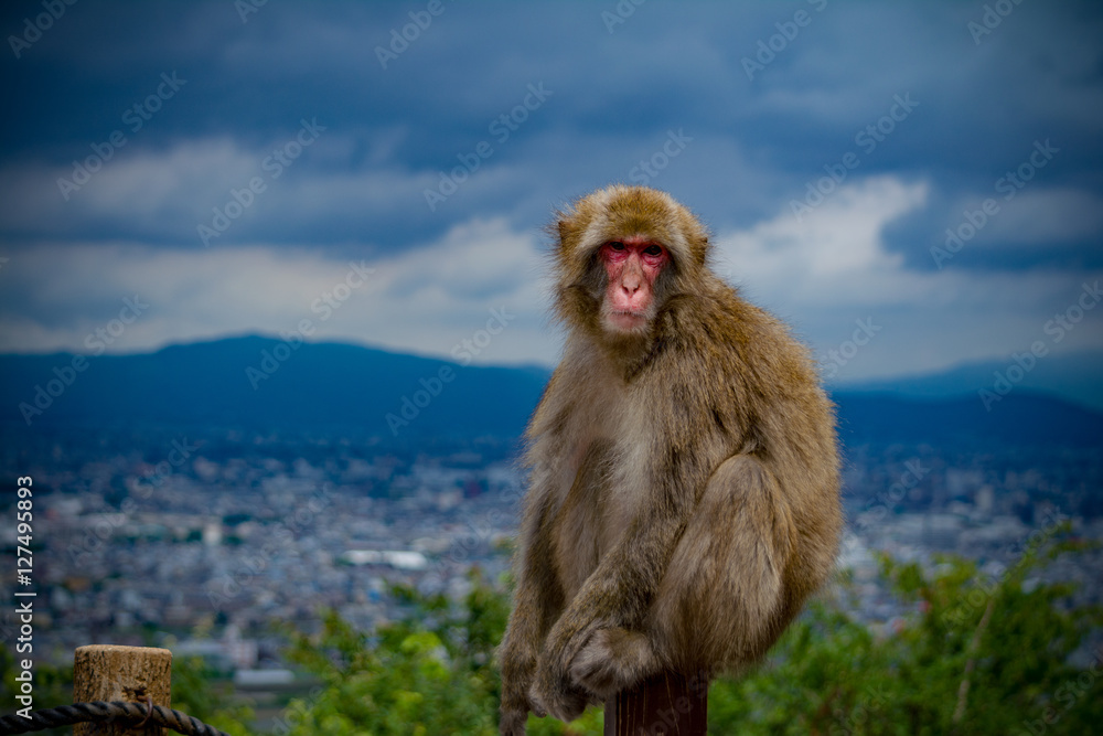 Naklejka premium Iwatayama Monkey Park