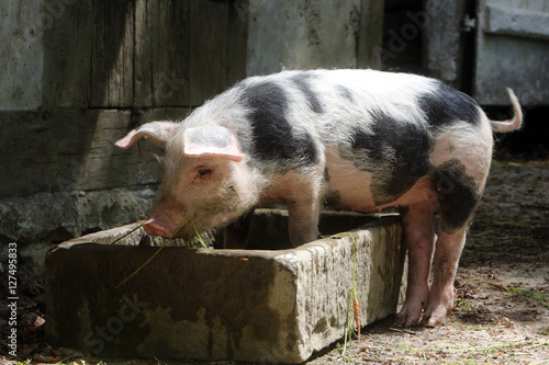 Buntes Bentheimer Schwein im Futtertrog photo