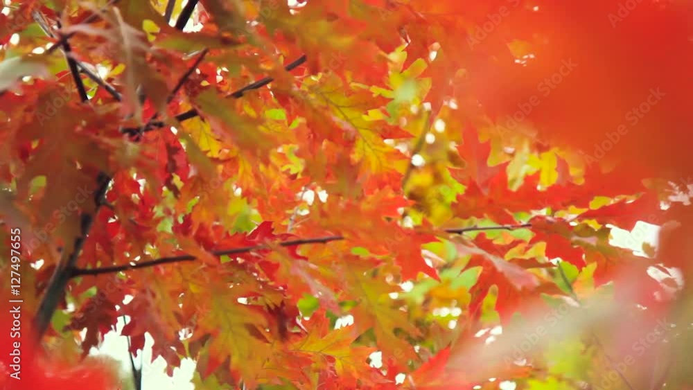 Autumn. Autumn leaves. Autumn trees Autumn. Autumn leaves. Autumn trees