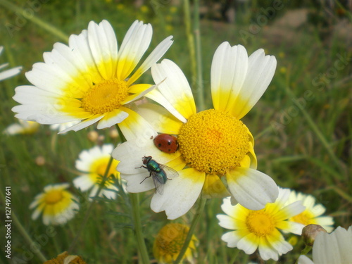 Ladybug and Bluebottle Fly on a Daisy photo