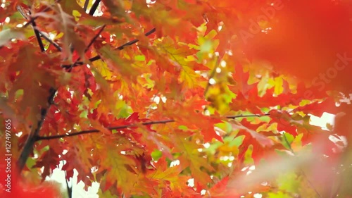 Autumn. Autumn leaves. Autumn trees