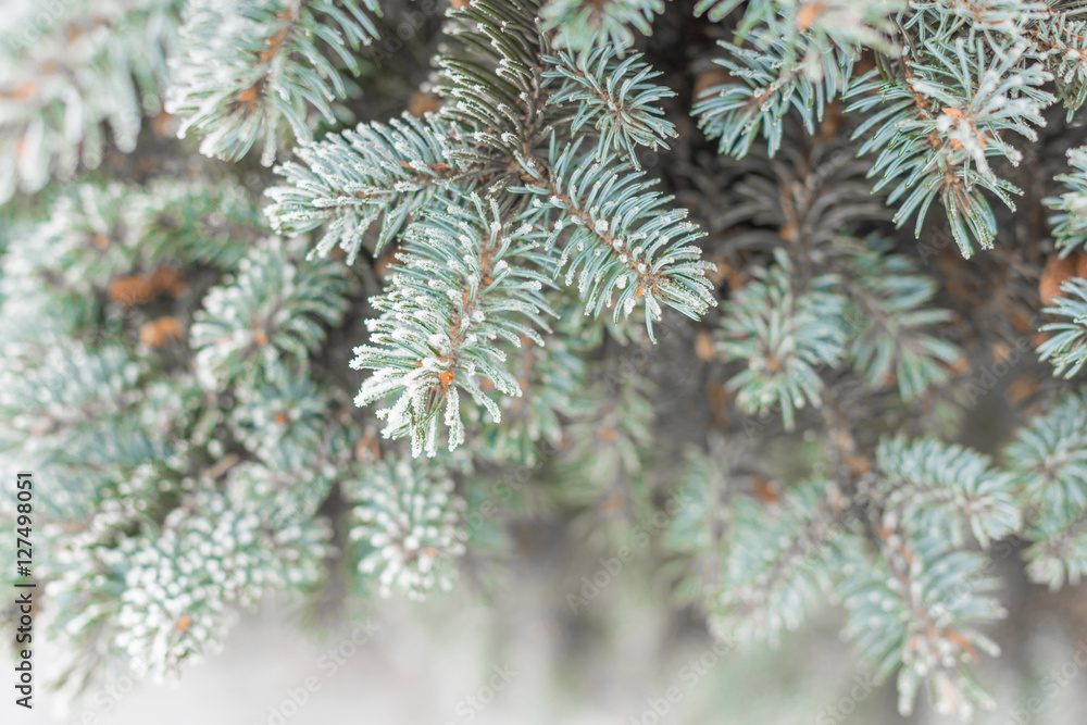 Icing on pine needles. Winter, morning, Icing on pine needles. Winter, morning,