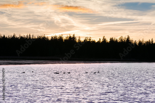 See mit Enten im Abendlicht