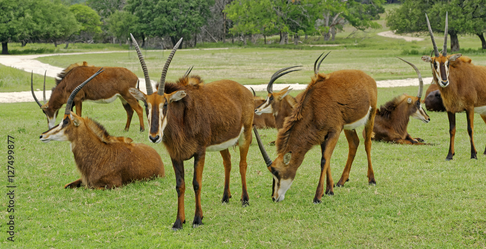 Sable Antelope herd in a protective circle