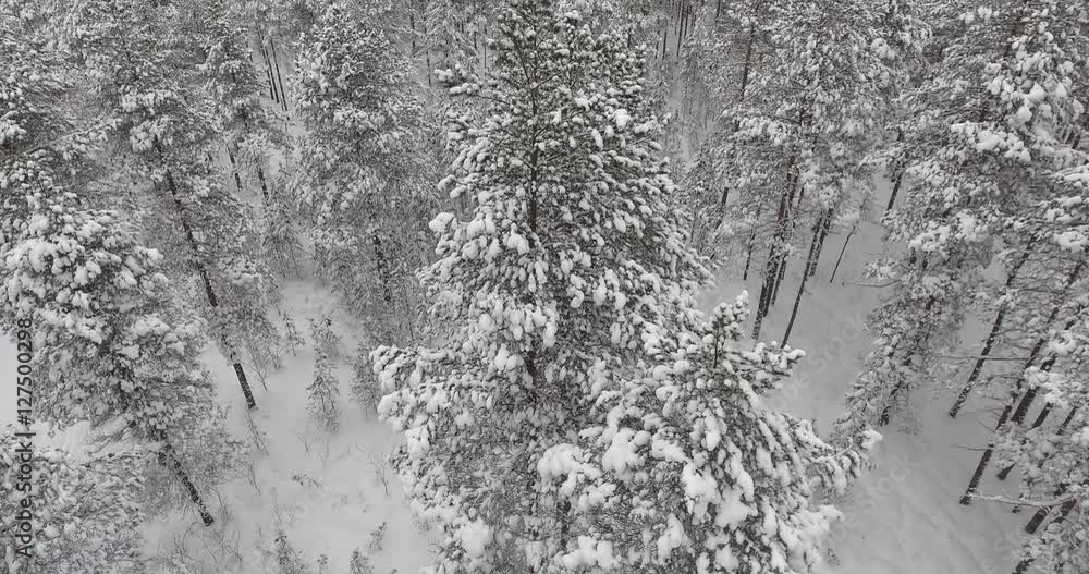 Camera moves among snow-covered trees during snowfall in forest at winter day. Aerial view. Low flight over snowy spruce forest in winter. Flight above winter forest on the north, aerial top view. Camera moves among snow-covered trees during snowfall in forest at winter day. Aerial view. Low flight over snowy spruce forest in winter. Flight above winter forest on the north, aerial top view.