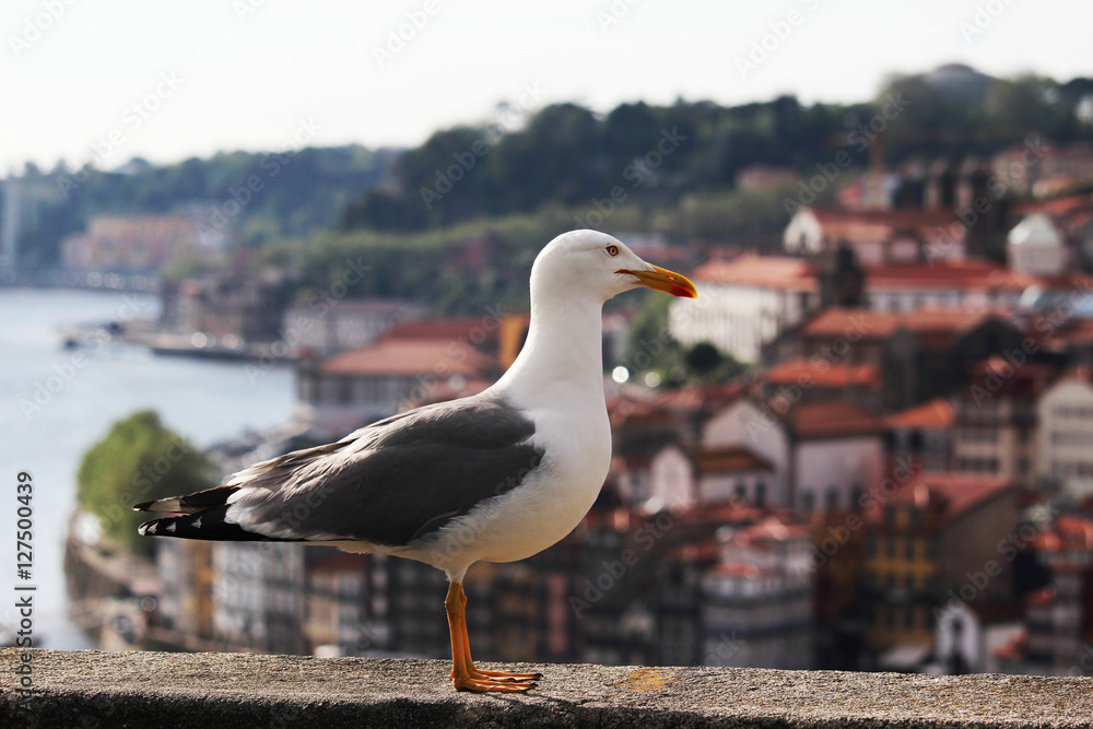 A big sea gull in Porto, Portugal 