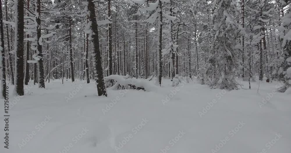 Camera moves among snow-covered trees during snowfall in forest at winter day. Aerial view. Low flight over snowy spruce forest in winter. Flight above winter forest on the north, aerial top view. Camera moves among snow-covered trees during snowfall in forest at winter day. Aerial view. Low flight over snowy spruce forest in winter. Flight above winter forest on the north, aerial top view.