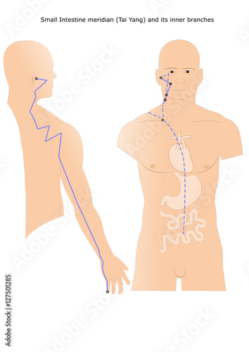 acupuncture: Small Intestine meridian (Tai Yang) and its inner branches