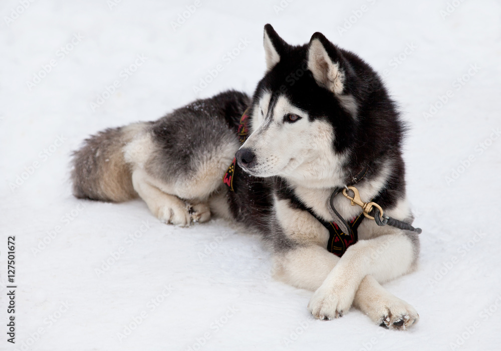 Husky dog