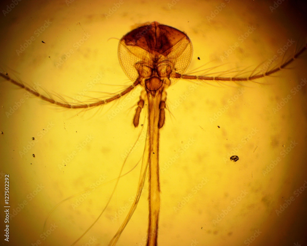 Common house mosquito (Culex pipiens) female mouth apparatus