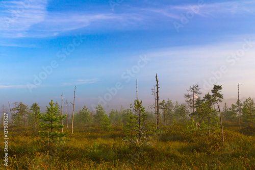 Landscape bog. Dwarf pines. Dawn. Fog. Morning