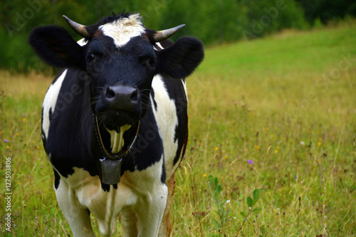 Cow in the Carpathian Mountains