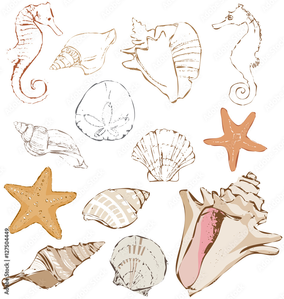 Icon set of original hand drawn vector illustration of several different seashells