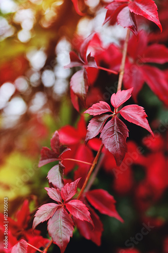 colorful leaves in autumn garden