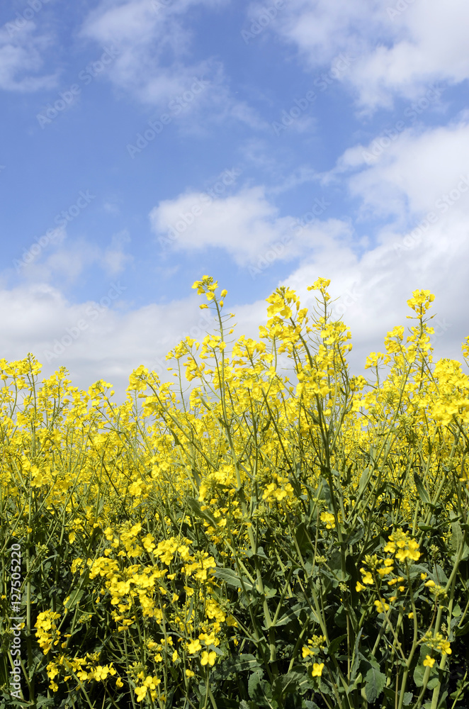 Fototapeta premium Yellow colza field