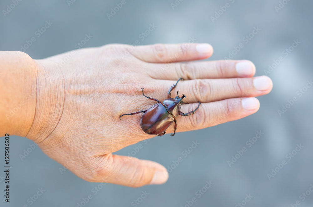 Obraz premium close up Rhinoceros beetle on hand