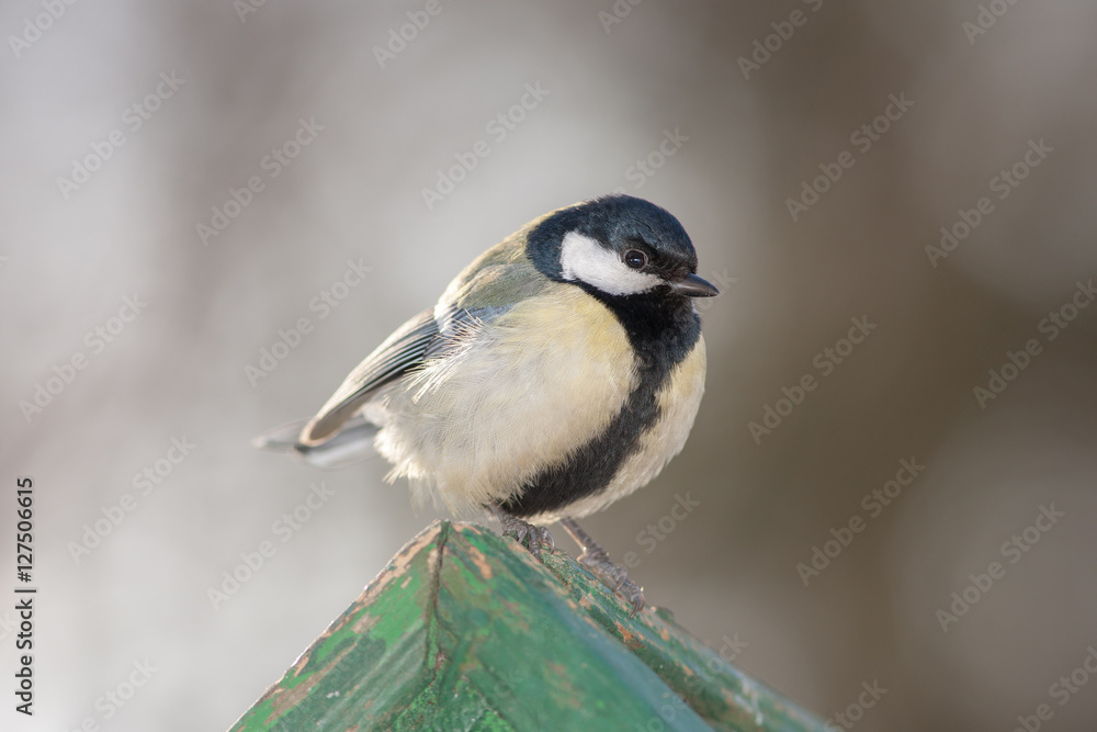 Portrait of a tit