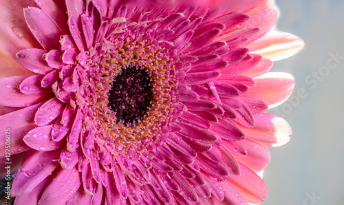 Pretty in pink