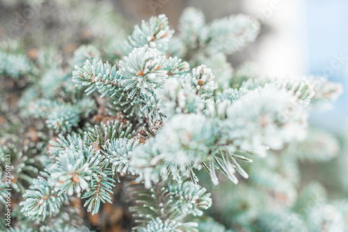 Frost on a pine needles. Closeup, blurry background. 