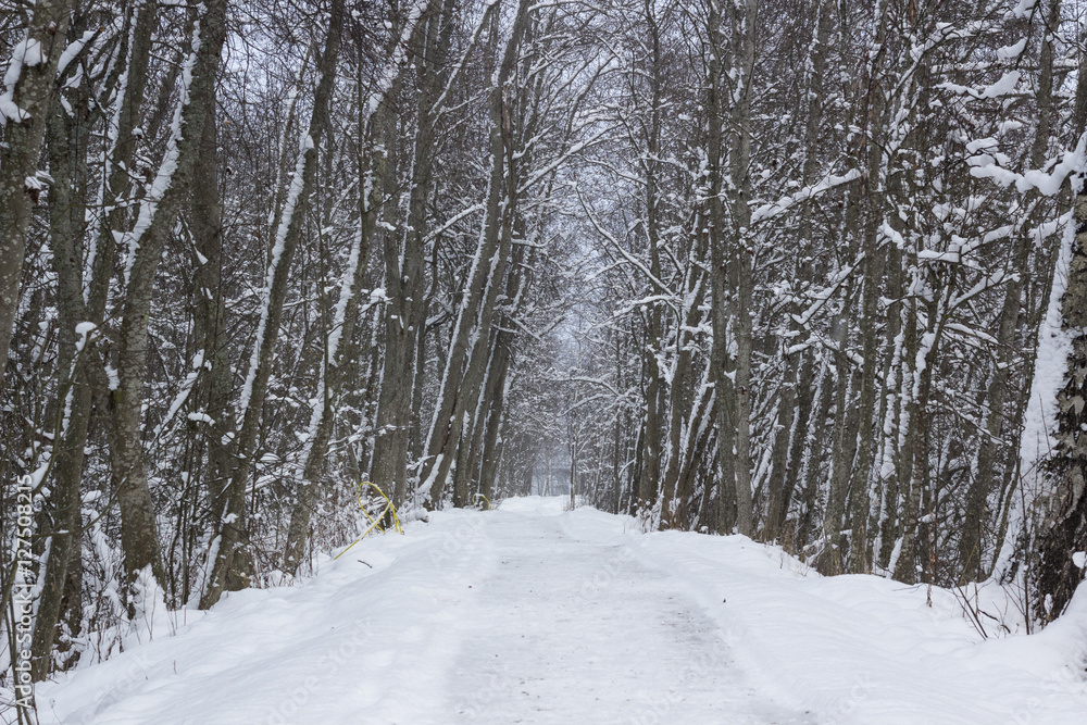 winter landscape winter landscape